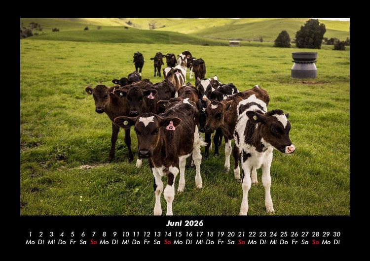 Produktbild: Kuhkalender 2026 Fotokalender DIN A3