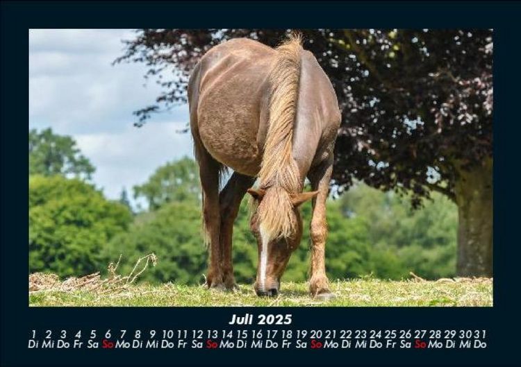 Produktbild: Pferdetraum 2025 Fotokalender DIN A5