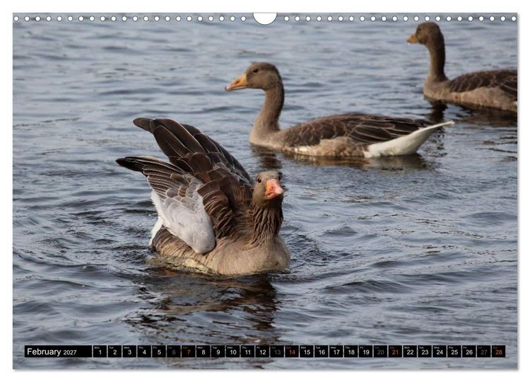 Produktbild: Lovely Water Birds (Wall Calendar 2027 DIN A3 landscape), CALVENDO 12 Month Wall Calendar