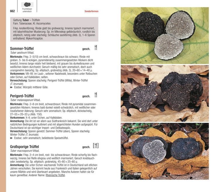 Produktbild: Der gro&szlig;e BLV Pilzf&uuml;hrer