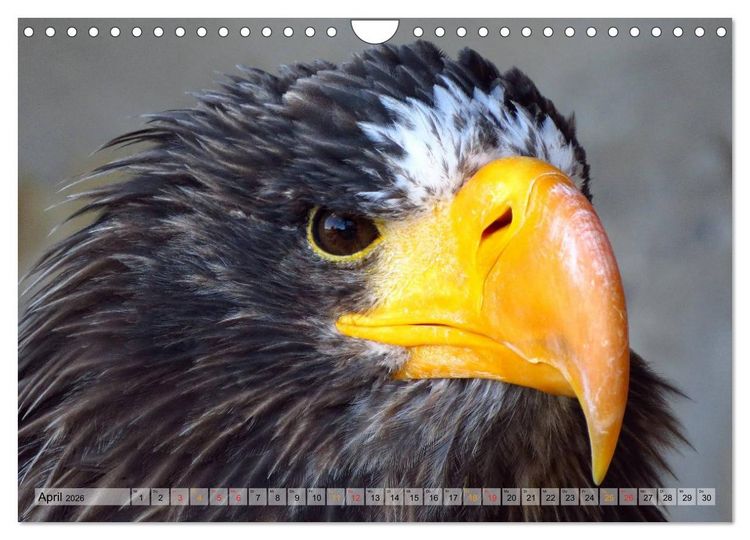 Produktbild: Majest&auml;tische Greifv&ouml;gel (Wandkalender 2026 DIN A4 quer), CALVENDO Monatskalender