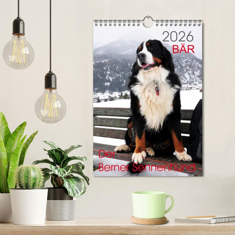 Produktbild: B&Auml;R - Der Berner Sennenhund (Wandkalender 2026 DIN A4 hoch), CALVENDO Monatskalender