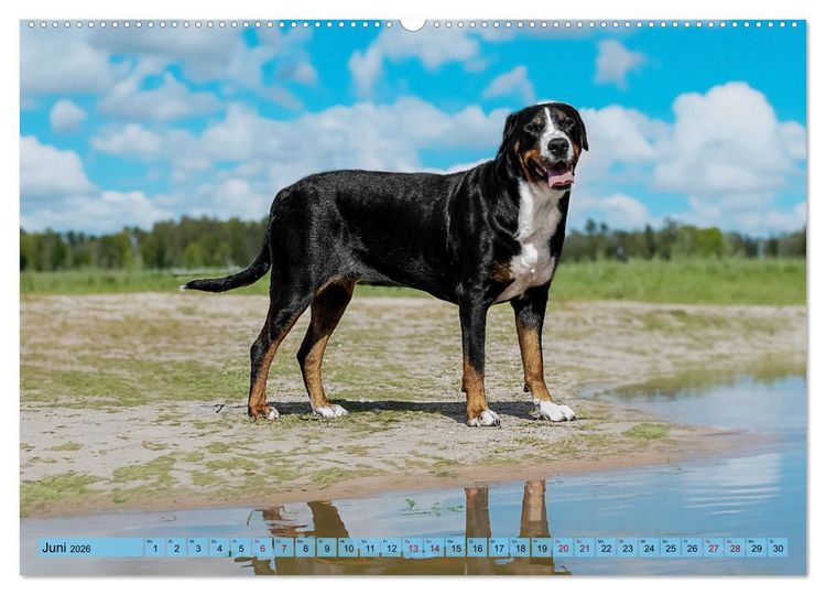 Produktbild: Gro&szlig;e Schweizer - Gigantische Sennenhunde (hochwertiger Premium Wandkalender 2026 DIN A2 quer), Kunstdruck in Hochglanz
