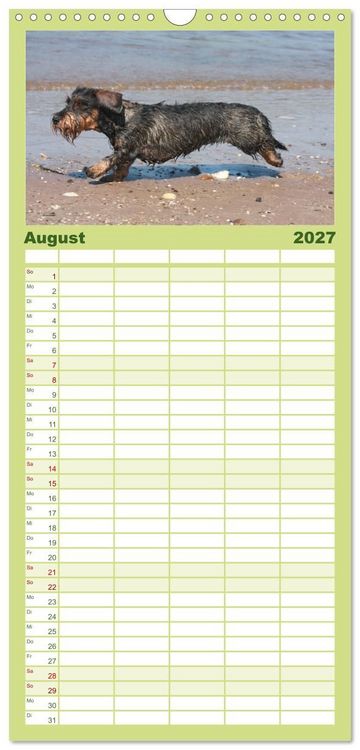Produktbild: Familienplaner 2027 - Liebenswerte Rabauken - Rauhaardackel mit 5 Spalten (Wandkalender, 21 x 45 cm) CALVENDO