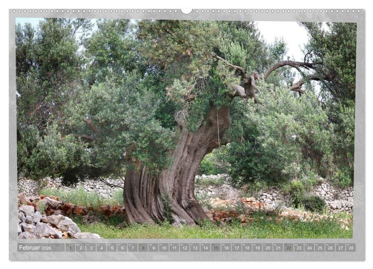 Produktbild: ALTE OLIVENB&Auml;UME Zeugen der Antike (hochwertiger Premium Wandkalender 2026 DIN A2 quer), Kunstdruck in Hochglanz