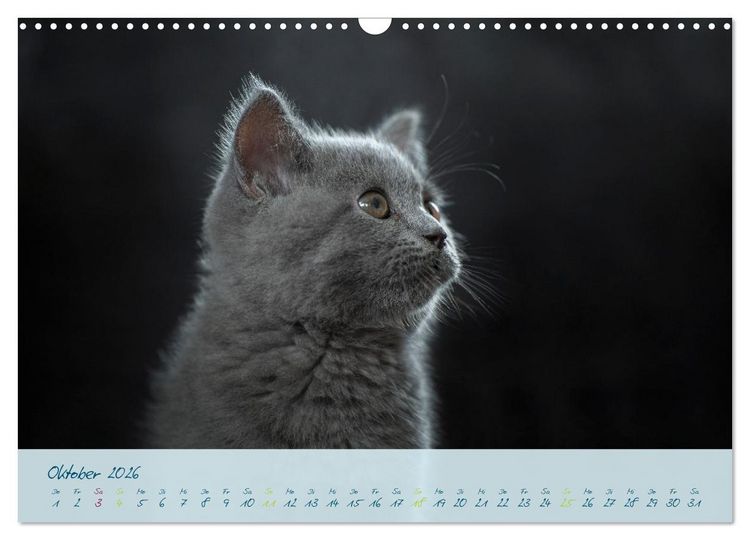 Produktbild: Ein kleiner Kater entdeckt die Welt! (Wandkalender 2026 DIN A3 quer), CALVENDO Monatskalender