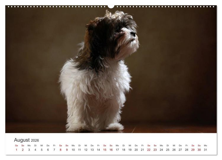 Produktbild: Welpenblicke (hochwertiger Premium Wandkalender 2026 DIN A2 quer), Kunstdruck in Hochglanz