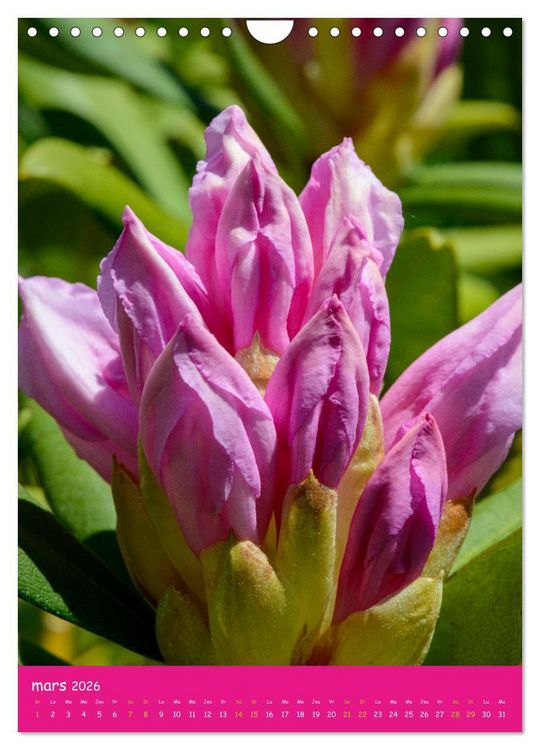 Produktbild: Promenade florale (Calendrier mural 2026 DIN A4 horizontal), CALVENDO calendrier mensuel