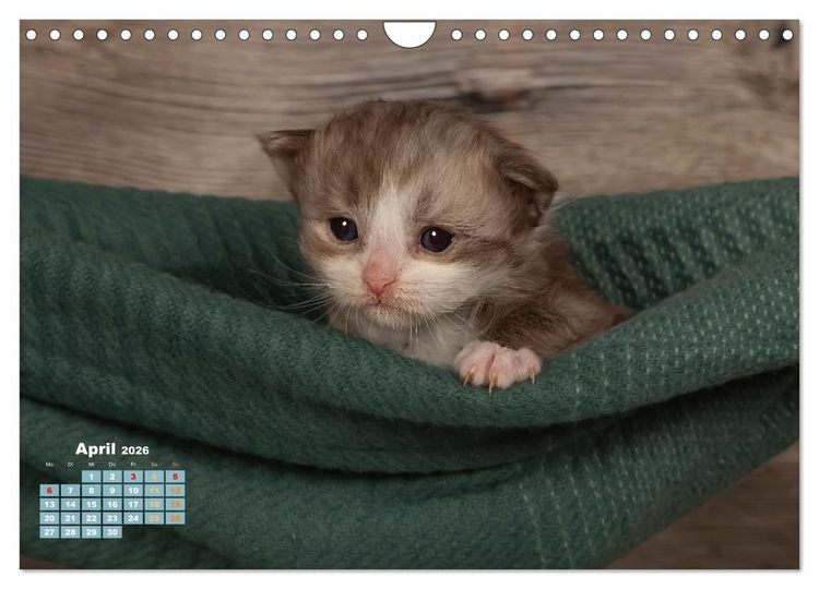 Produktbild: Die Kitten kommen. (Wandkalender 2026 DIN A4 quer), CALVENDO Monatskalender