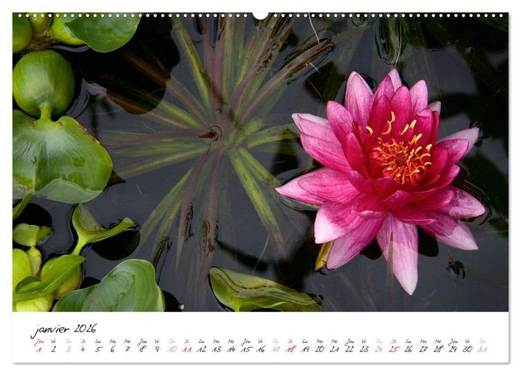 Produktbild: N&eacute;nuphars enchanteurs (Calendrier mural 2026 DIN A2 vertical), CALVENDO calendrier mensuel