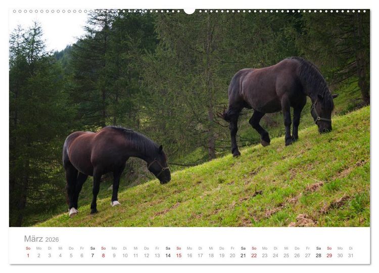Produktbild: Tiere in Freiheit - Nutztiere auf der Alm (Wandkalender 2026 DIN A2 quer), CALVENDO Monatskalender