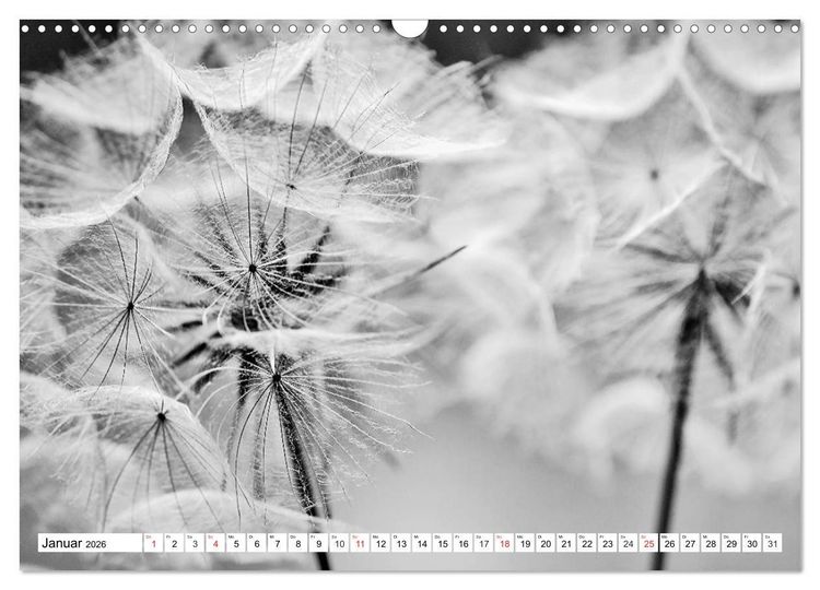 Produktbild: Pusteblumenzauber in schwarzwei&szlig; (Wandkalender 2026 DIN A3 quer), CALVENDO Monatskalender