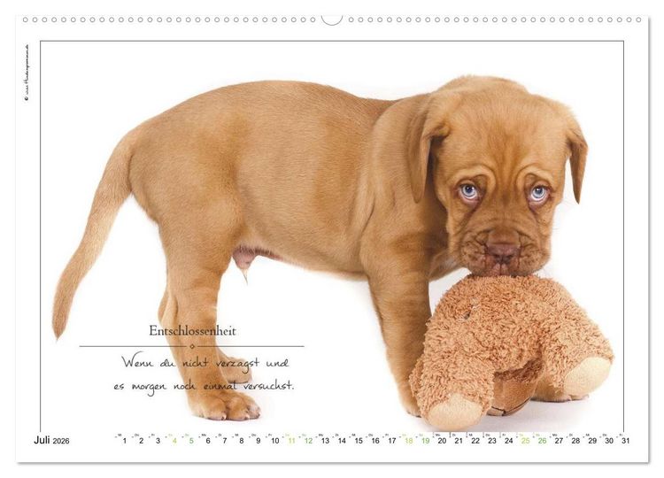 Produktbild: Hunde-Spruchreif (hochwertiger Premium Wandkalender 2026 DIN A2 quer), Kunstdruck in Hochglanz
