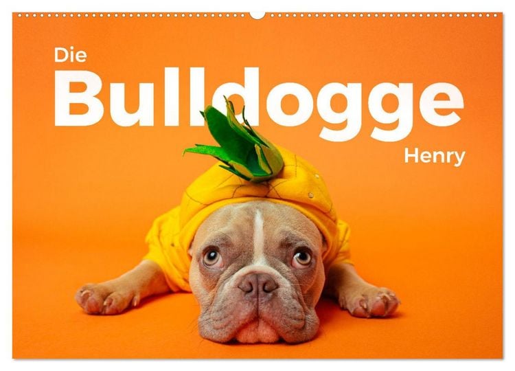 Produktbild: Die Bulldogge Henry (Wandkalender 2026 DIN A2 quer), CALVENDO Monatskalender