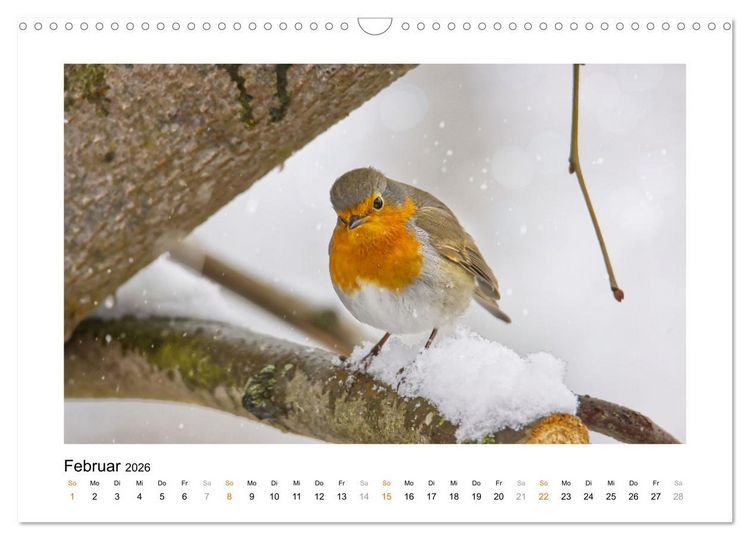 Produktbild: Zauberhafte Rotkehlchen (Wandkalender 2026 DIN A3 quer), CALVENDO Monatskalender
