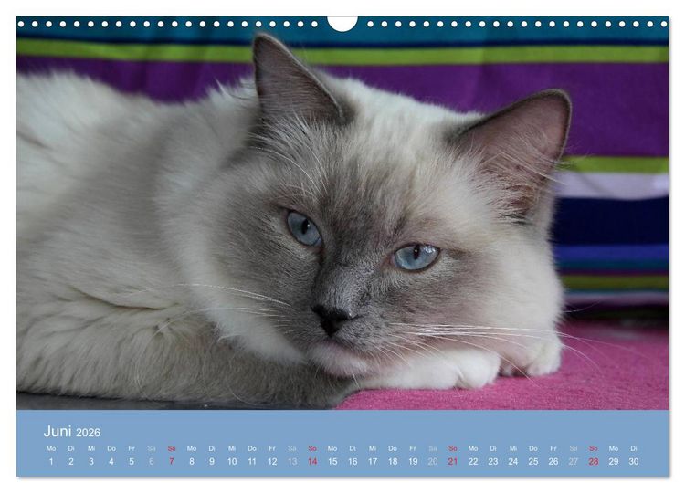 Produktbild: Engel auf 4 Pfoten - Ragdolls 2026 (Wandkalender 2026 DIN A3 quer), CALVENDO Monatskalender