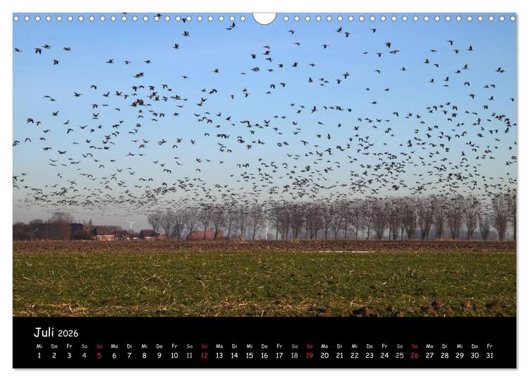 Produktbild: Schrei der Wildg&auml;nse (Wandkalender 2026 DIN A3 quer), CALVENDO Monatskalender
