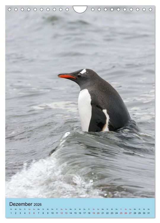Produktbild: Antarktis - Das Gebiet der Pinguine (Wandkalender 2026 DIN A4 hoch), CALVENDO Monatskalender