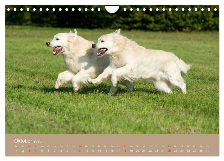 Produktbild: Golden Retriever (Wandkalender 2026 DIN A4 quer), CALVENDO Monatskalender