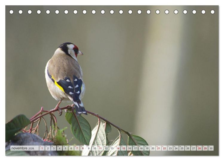 Produktbild: Oiseaux libres et sauvages (Calendrier de bureau 2026 DIN A5 vertical), CALVENDO calendrier mensuel