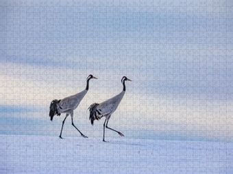 Produktbild: CALVENDO Puzzle Winterspaziergang der Kraniche auf verschneitem Feld | 1000 Teile Lege-Gr&ouml;&szlig;e 64x48cm Foto-Puzzle f&uuml;r gl&uuml;ckliche Stunden