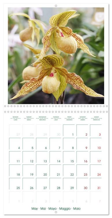 Produktbild: Orchid&eacute;es fantastiques (Calendrier mural carr&eacute; 2026 30x30 cm) Calendrier double avec une page pour vos prises de notes