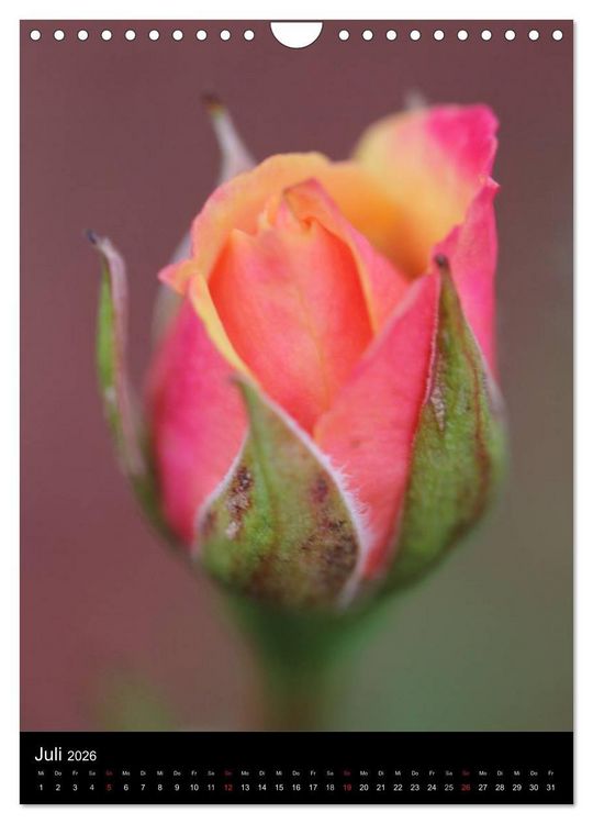 Produktbild: Zauberhafte Rosen (Wandkalender 2026 DIN A4 hoch), CALVENDO Monatskalender