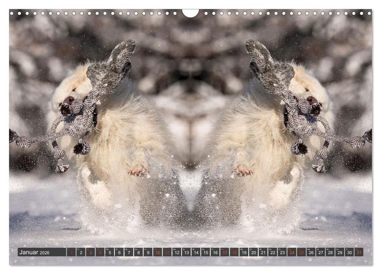 Produktbild: Mit doppelter Power durch das Jahr (Wandkalender 2026 DIN A3 quer), CALVENDO Monatskalender