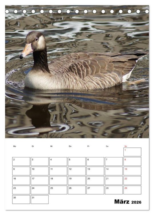 Produktbild: Gl&uuml;ckliche G&auml;nse (Tischkalender 2026 DIN A5 hoch), CALVENDO Monatskalender