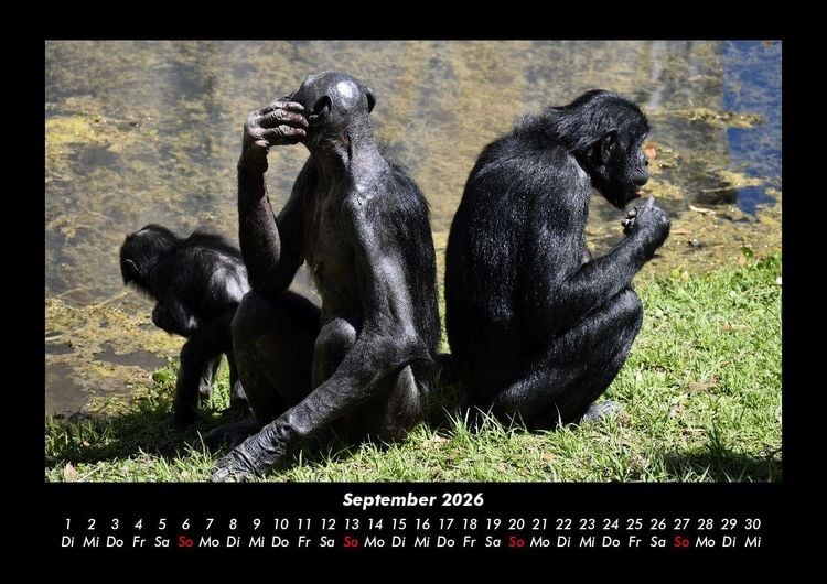 Produktbild: Welt der Affen 2026 Fotokalender DIN A3