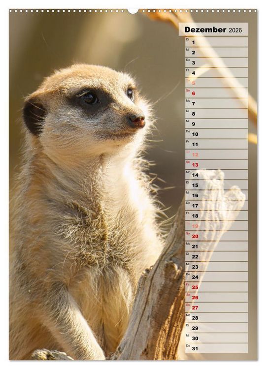 Produktbild: Erdm&auml;nnchen, putzige Kerlchen mit gro&szlig;en Knopfaugen (hochwertiger Premium Wandkalender 2026 DIN A2 hoch), Kunstdruck in Hochglanz