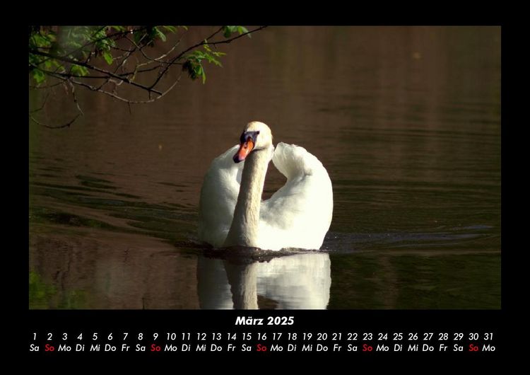 Produktbild: Welt der V&ouml;gel 2025 Fotokalender DIN A3