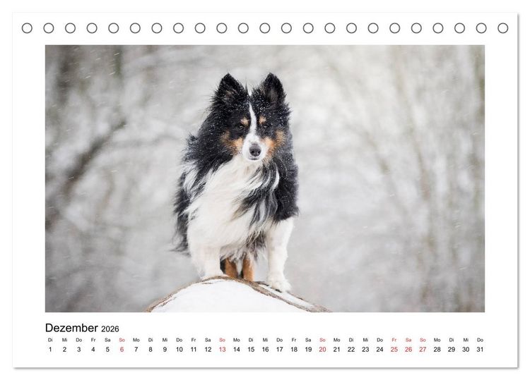 Produktbild: Herzensshelties - Shetland Sheepdogs (Tischkalender 2026 DIN A5 quer), CALVENDO Monatskalender