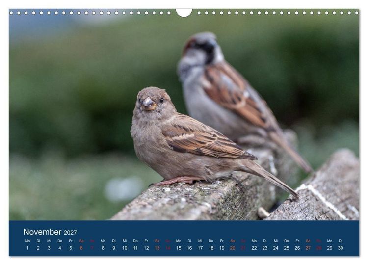 Produktbild: Spatzen-Kalender (Wandkalender 2027 DIN A3 quer), CALVENDO Monatskalender