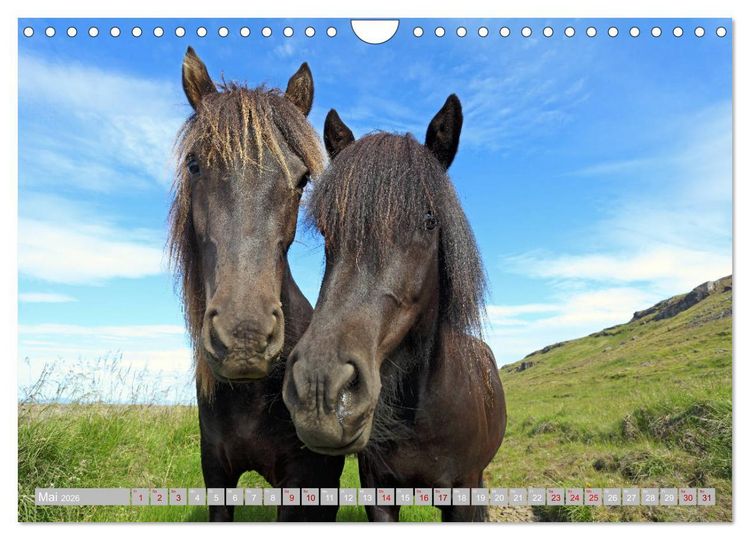 Produktbild: Islandpferde - Die tierischen Stars der Insel (Wandkalender 2026 DIN A4 quer), CALVENDO Monatskalender