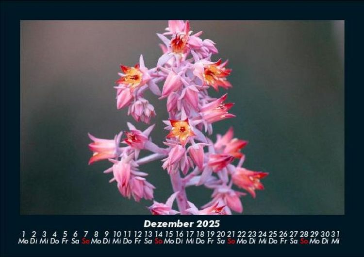 Produktbild: Blumentr&auml;ume 2025 Fotokalender DIN A5