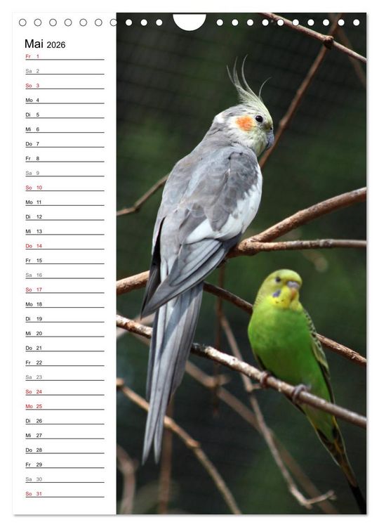 Produktbild: Der Nymphensittich-Terminplaner (Wandkalender 2026 DIN A4 hoch), CALVENDO Monatskalender