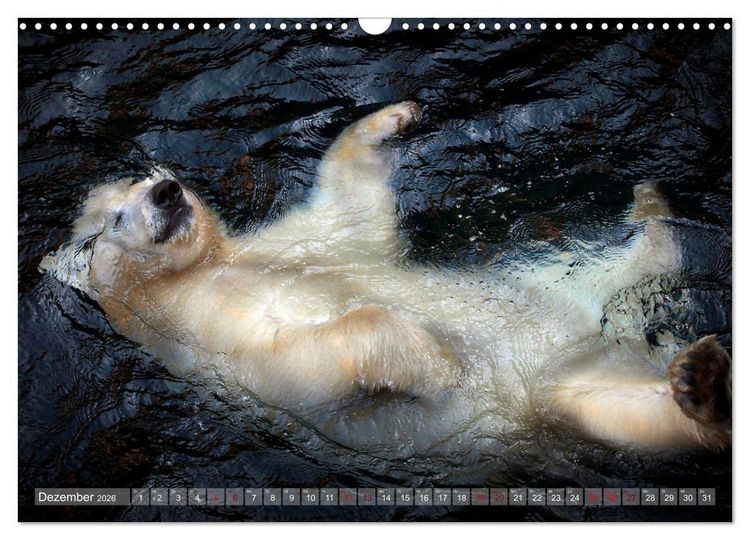 Produktbild: Tierisch BEWEGENDE Momente (Wandkalender 2026 DIN A3 quer), CALVENDO Monatskalender