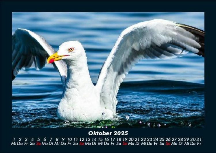Produktbild: V&ouml;gel 2025 Fotokalender DIN A5