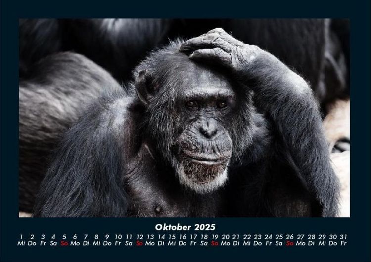 Produktbild: Affen 2025 Fotokalender DIN A4
