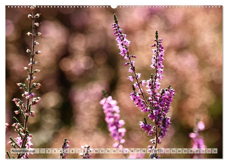 Produktbild: L&uuml;neburger S&uuml;dheide (hochwertiger Premium Wandkalender 2026 DIN A2 quer), Kunstdruck in Hochglanz