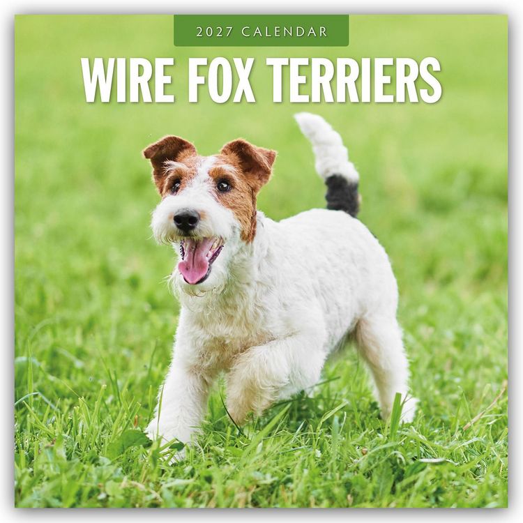 Produktbild: Wire Fox Terriers &ndash; Drahthaar Foxterrier 2027 &ndash; 16-Monatskalender