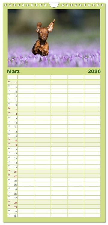 Produktbild: Familienplaner 2026 - DACKEL... wissen was sie wollen... (und was nicht...) mit 5 Spalten (Wandkalender, 21 x 45 cm) CALVENDO