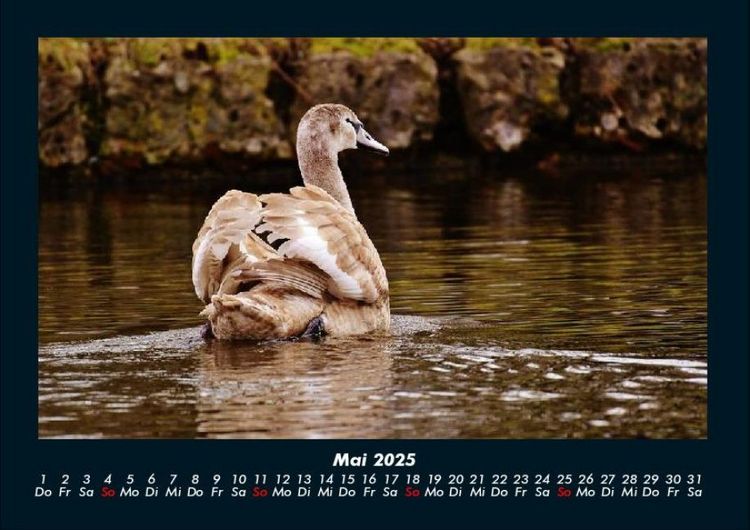 Produktbild: Tierkalender 2025 Fotokalender DIN A4