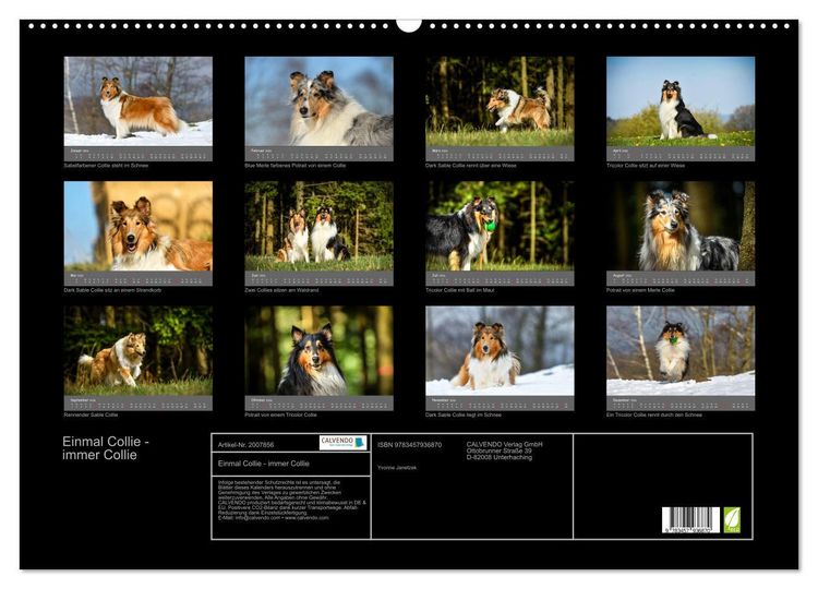 Produktbild: Einmal Collie - immer Collie (Wandkalender 2026 DIN A2 quer), CALVENDO Monatskalender