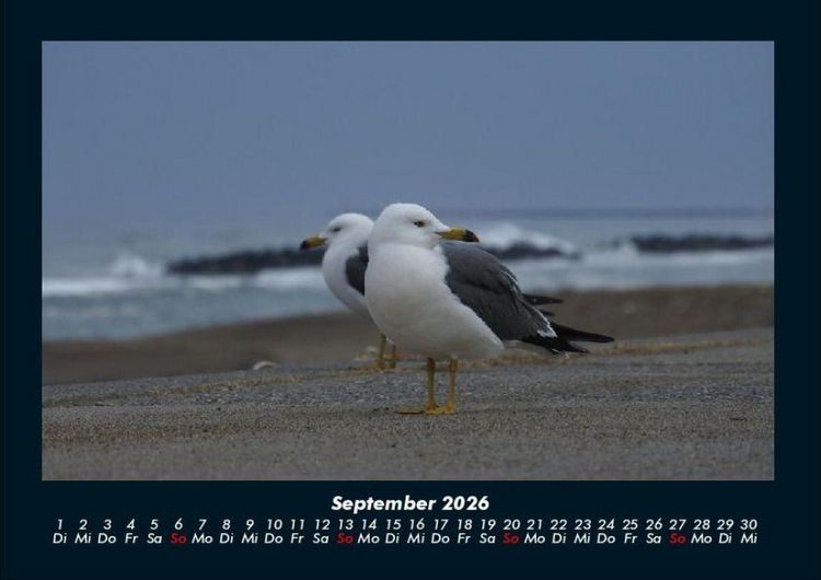 Produktbild: M&ouml;wen 2026 Fotokalender DIN A4
