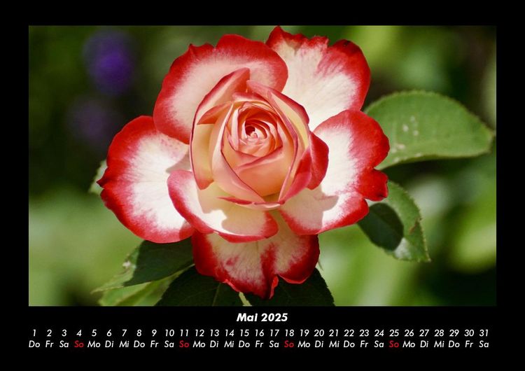 Produktbild: Rosentraum 2025 Fotokalender DIN A3