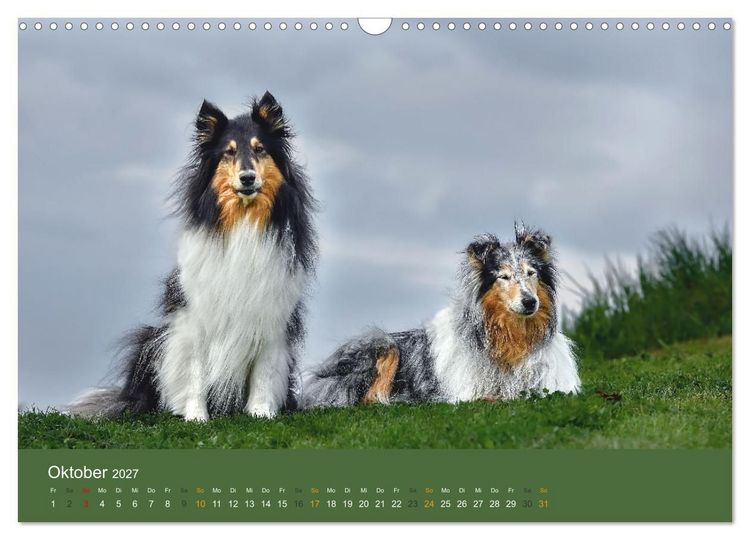 Produktbild: Der Collie der beste Hund der Welt (Wandkalender 2027 DIN A3 quer), CALVENDO Monatskalender