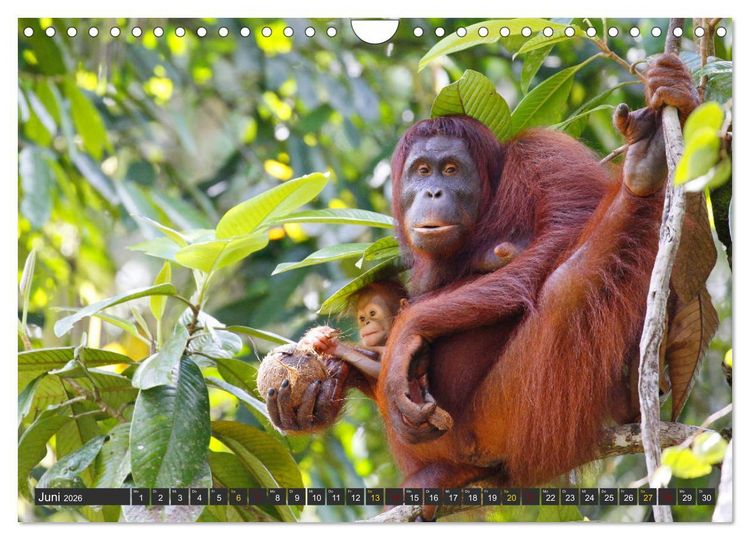 Produktbild: Waldmenschen - Orang Utans auf Borneo (Wandkalender 2026 DIN A4 quer), CALVENDO Monatskalender