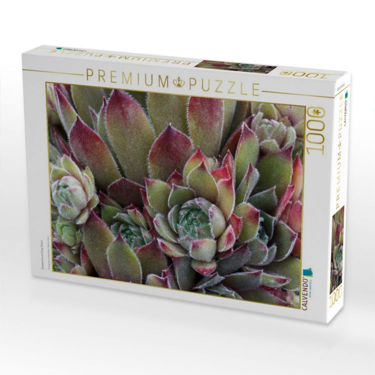 Produktbild: CALVENDO Puzzle Sempervivum Grey Dawn | 1000 Teile Lege-Gr&ouml;&szlig;e 64x48cm Foto-Puzzle f&uuml;r gl&uuml;ckliche Stunden